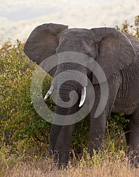 Male African Elephant