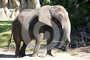 Male african elephant