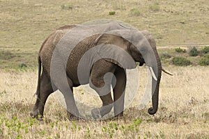 Male African Elephant at Boteilierskop Reserve