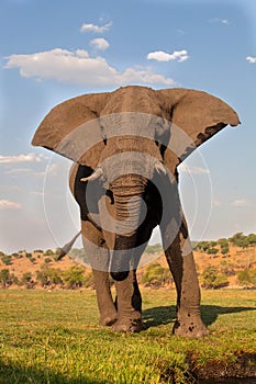 Male African elephant, Botswana