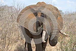 Male African Elephant bull close up of him feeding in the bush Kruger National Park in South Africa