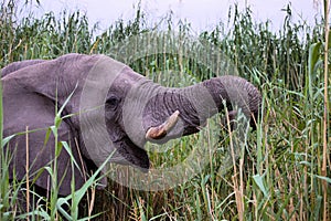 Male African elephant,Etosha National Park, Namibia