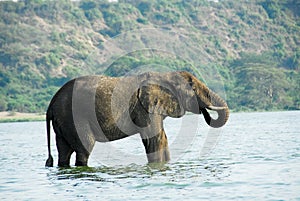 Male African elephant, Kazinga Channel, Uganda