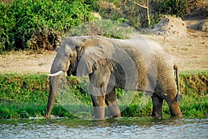 Male African elephant, Kazinga Channel, Uganda