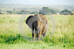 Male African elephant, Kidepo Valley NP, Uganda