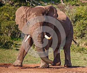 Male African Elephant with Large Tusks