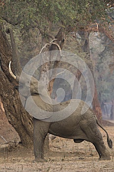 Male African Elephant (Loxodonta africana) reaching up