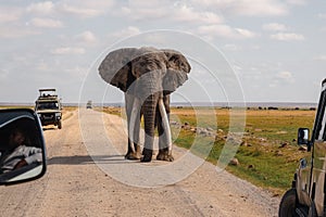 A male African Elephant - Loxodonta Africana standing on a dirt amidst safari vehicles at Amboseli National Park in Kenya