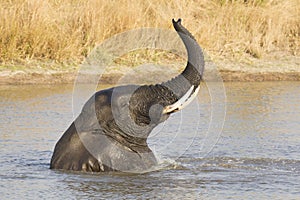 Male African Elephant (Loxodonta africana) swimming, South Africa