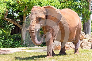 Male african elephant at the Miami Zoo