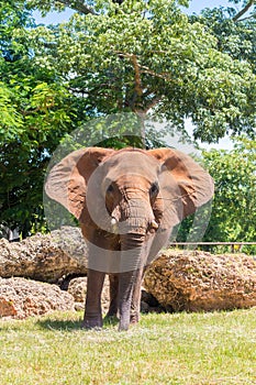 Male african elephant at the Miami Zoo