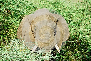Male African elephant, Murchison Falls N.P.