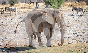 Male African elephant walking exposing his genitals in a dominance display in Etosha Park in Namibia.