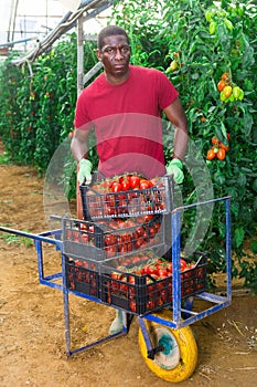 Male African farmer harvesting tomatoes in greenhouse