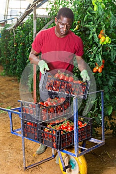 Male African farmer harvesting tomatoes in greenhouse
