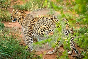 African leopard  Panthera Pardus looking alert, Madikwe Game Reserve, South Africa.