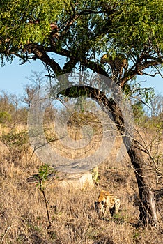 Leopard in tree defending the remains of his kill against a hyena photo