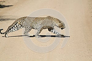 Male african leopard stalking