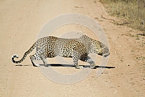 Male african leopard stalking