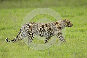 Male African Leopard stalking in South Africa