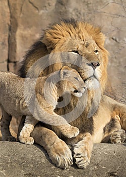 Male african lion is cuddled by his cub during an affectionate moment photo