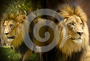 Male African Lion with an extreme and ferocious gaze.