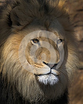 Male African lion headshot