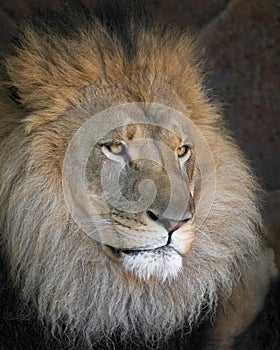 Male African lion headshot closeup