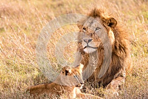 Male African lion And his cub during a portrait at the Maasai Mara National Reserve