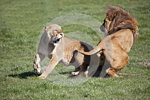 Male African Lion and Lioness interacting