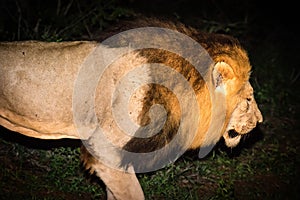 Male African Lion At Night