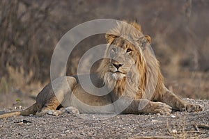 Male African Lion in Ongava Game Reserve, Namibia