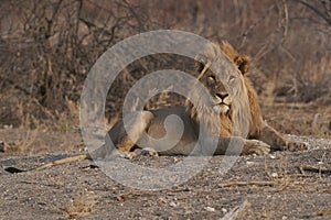 Male African Lion in Ongava Game Reserve, Namibia