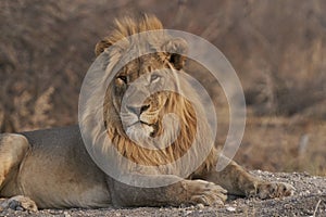 Male African Lion in Ongava Game Reserve, Namibia