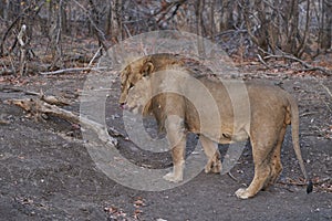 Male African Lion in Ongava Game Reserve, Namibia