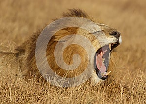 Male African Lion, Panthera leo, yawning with mouth wide open showing teeth