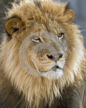 Male African lion portrait