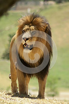 Male African Lion on the prowl