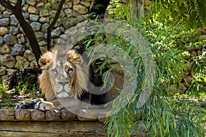 Male African lion resting an a rocky ridge