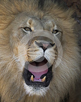 Male African lion roaring with open mouth