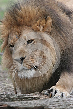 Male African lion sharpening his claws against tree log photo