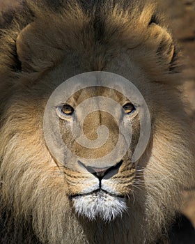 Male African lion staring into camera