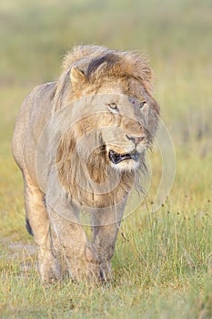 Male African Lion walking on savannah