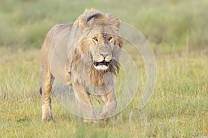 Male African Lion walking on savannah