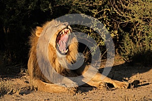 Male African lion yawning