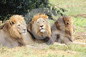 Male african lions photo