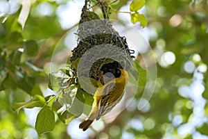 Male African masked weaver is building on his nest