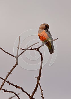A male African Orange-bellied Parrot