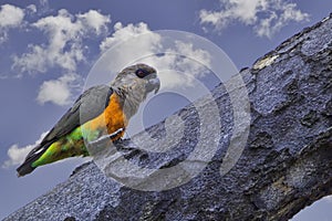 Male African Orange-bellied Parrot