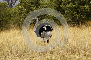 Male African Ostrich distinguished by his black plumage